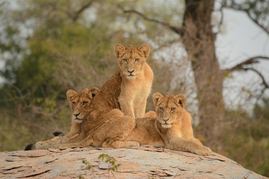 The Kruger Big Five Safari Escape