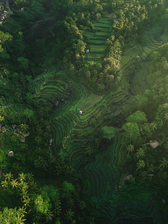 Tegalalang rice terraces, Bali, Indonesia